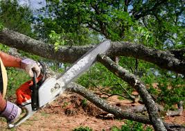 How Our Tree Care Process Works  in Meyers, CA